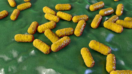 Enterobacter bacteria, gram-negative rod-shaped bacteria, part of normal microbiome of intestine and...