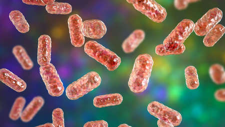 Enterobacter bacteria, gram-negative rod-shaped bacteria, part of normal microbiome of intestine and...