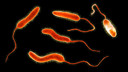 Vibrio cholerae bacteria, 3D illustration. Bacterium which causes cholera disease and is transmitted by contaminated waterの写真素材