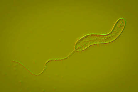 Vibrio cholerae bacteria, 3D illustration. Bacterium which causes cholera disease and is transmitted by contaminated waterの写真素材