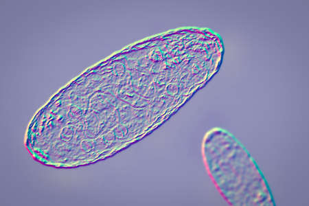 Plague bacterium Yersinia pestis, scientifically accurate 3D illustration showing structure of the cell with DNA, plasmids and ribosomesの写真素材