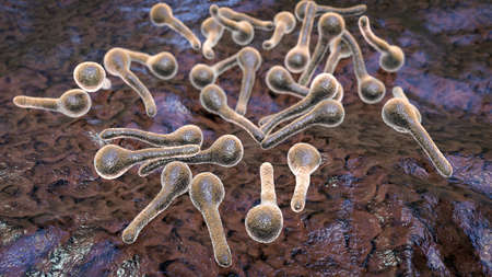 Clostridium tetani bacteria, the causative agent of tetanus, 3D illustration