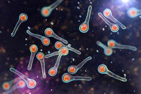 Clostridium tetani bacteria, the causative agent of tetanus, 3D illustrationの写真素材
