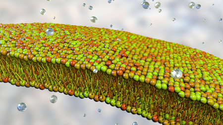 Cell membrane, phospholipid bilayer, scientific 3D illustrationの写真素材