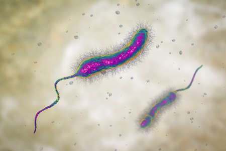 Vibrio cholerae bacteria, 3D illustration. Bacterium which causes cholera disease and is transmitted by contaminated waterの写真素材