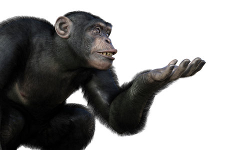 Chimpanzee monkey sitting with one arm ready to hold something, 3D illustrationの写真素材