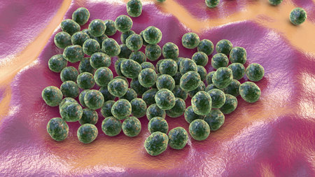 Staphylococcus lugdunensis bacteria, 3D illustration. Coagulase-negative staphylococcus, a skin...