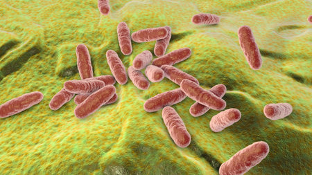 Clavibacter bacteria, 3D illustration. Plant pathogenic bacteria. Clavibacter sepedonicus causes ring rot disease in potato. Clavibacter michiganensis affects potatoes and tomatoes.の写真素材
