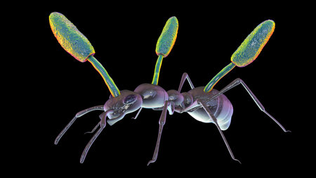 Cordyceps parasitic fungus growing on an ant, also known as zombie-ant fungus, 3D illustration.の写真素材
