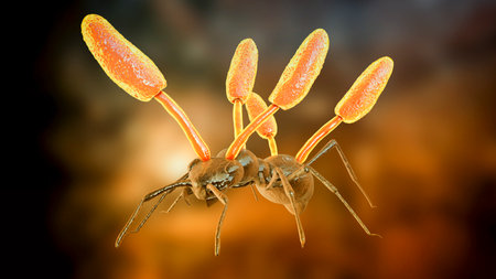 Cordyceps parasitic fungus growing on an ant, also known as zombie-ant fungus, 3D illustration.の写真素材