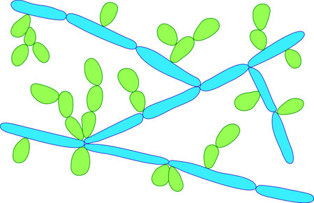 Candida tropicalis yeasts, microscopic fungi that cause infections in immunocompromised patients. Scientific illustration showing pseudohyphae and blastoconidia formed singly or in small groupsのイラスト素材