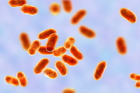 Prevotella bacteria, 3D illustration. Gram-negative anaerobic bacteria, members of oral flora, cause anaerobic infections of respiratory tract and other locationの写真素材