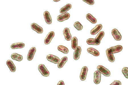 Prevotella bacteria, 3D illustration. Gram-negative anaerobic bacteria, members of oral flora, cause...