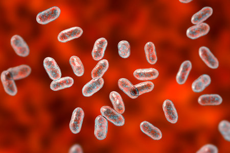 Prevotella bacteria, 3D illustration. Gram-negative anaerobic bacteria, members of oral flora, cause anaerobic infections of respiratory tract and other locationの写真素材