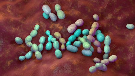 Rhodotorula fungi, 3D illustration. Pigment producing yeasts, in immunocompromised and patients with...
