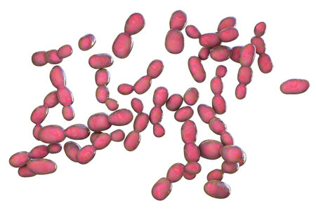 Rhodotorula fungi, 3D illustration. Pigment producing yeasts, in immunocompromised and patients with...