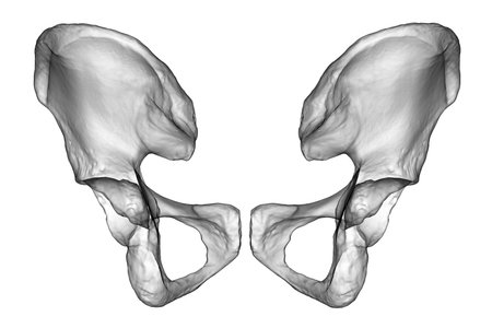 Anatomy of the coxal bones, showcasing their intricate details and features, 3D illustration. Front view. Perfect for educational or medical purposesの写真素材
