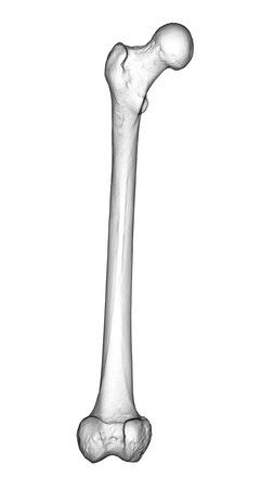 A femur bone, the largest bone in the human body located in the thigh, 3D illustration showcasing its shape and structure in front viewの写真素材