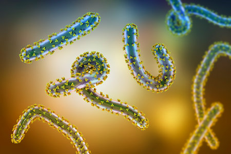 Marburg viruses, 3D illustration. RNA viruses that cause Marburg haemorrhagic fever. Belong to the Filoviridae family, the same as Ebola virusの写真素材