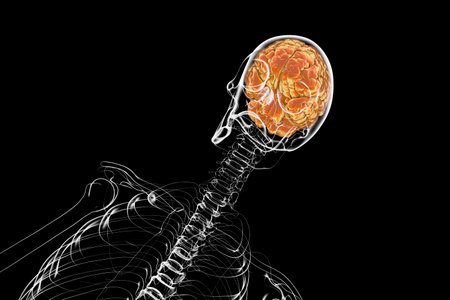 A human skeleton with a brain, 3D illustration showcasing the complex structure of the human brain and its placement within the skullの写真素材