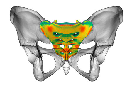 Anatomy of the sacrum bone, showcasing its intricate details and features, 3D illustration. Perfect for educational or medical purposesの写真素材