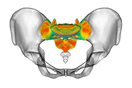 Anatomy of the sacrum bone, showcasing its intricate details and features, 3D illustration. Perfect for educational or medical purposesの写真素材