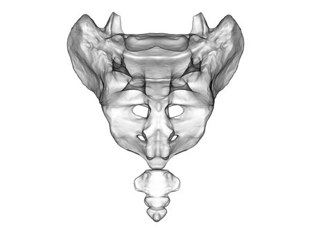 Anatomy of the pelvis bones, including the ilium, ischium, sacrum, and pubis, photorealistic 3D illustration. Back view. Perfect for educational or medical purposesの写真素材