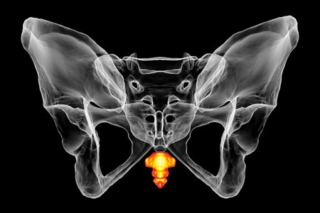 Anatomy of the coccyx bone, showcasing its intricate details and features, back view, 3D illustration. Perfect for educational or medical purposesの写真素材