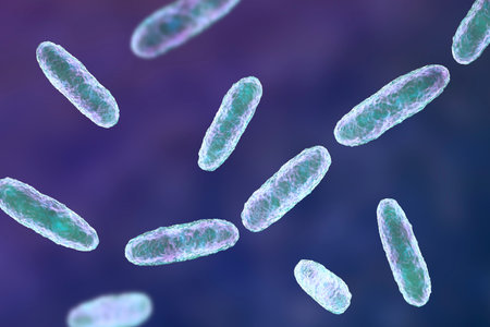 Klebsiella bacteria, a type of Gram-negative bacteria known for causing a range of infections, including pneumonia and urinary tract infections, 3D illustration.の写真素材