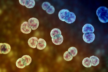 Streptococcus pneumoniae bacteria, also known as pneumococcus, Gram-positive bacteria responsible for causing various respiratory tract infections, including pneumonia, 3D illustration.の写真素材