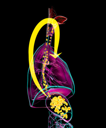 Aspiration pneumonia, conceptual 3D illustration showing gastric acid and food particles entering the trachea and lungs, causing inflammation.の写真素材