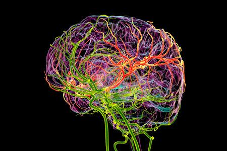 Arterial blood supply of the human brain (green)with highlighted middle cerebral artery (red), 3D illustration.の写真素材
