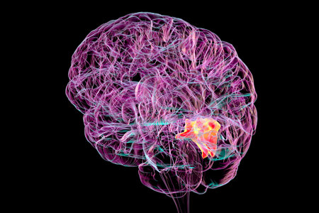 Cuneus gyrus highlighted in human brain, responsible for visual processing, spatial orientation, and linked to visual impairments and cognitive dysfunctions, 3D illustration.の写真素材