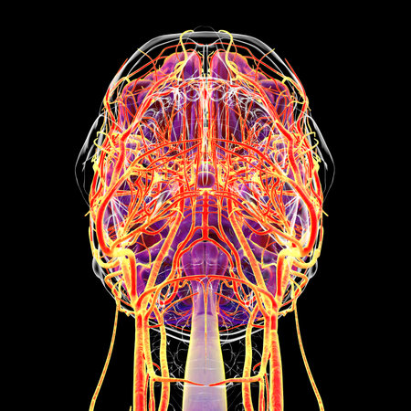 Arterial blood supply of the human brain, botto view, 3D illustration.の写真素材