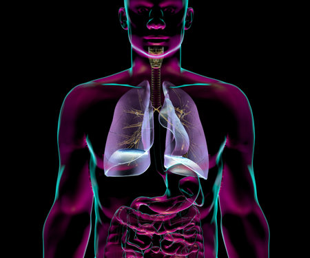 Human respiratory system anatomy, 3D illustration in vibrant x-ray style, showing internal organs with glowing transparency.の写真素材