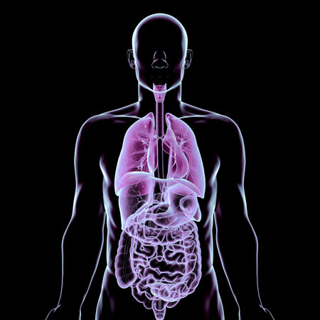 Human body with highlighted respiratory and digestive systems, 3D illustration showing airways, lungs, and digestive organs.の写真素材