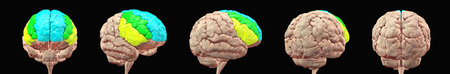 Human brain with highlighted frontal gyri, superior (blue), middle (green), and inferior (yellow), shown from multiple angles, 3D illustration.の写真素材