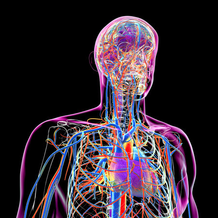 Vascular system of the human body with arteries in orange, and veins in blue, 3D illustration.