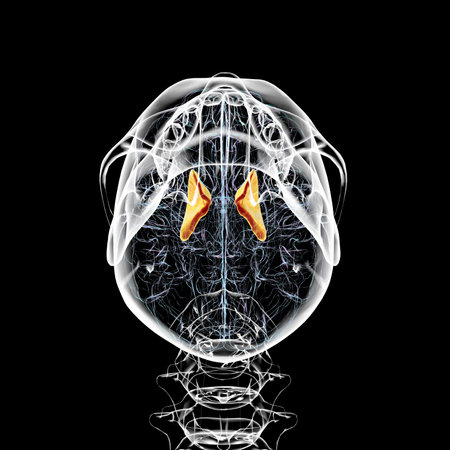 Human brain with highlighted internal capsule, crucial for transmitting motor and sensory signals, 3D illustration. Bottom view.の写真素材