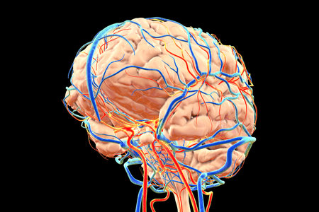 Vascular system of the brain with arteries in orange, and veins in blue, 3D illustration.の写真素材