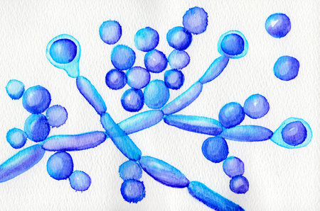 Hand-drawn watercolor illustration of Candida albicans fungi, depicting its structure and morphology...