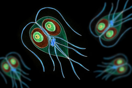 Hand drawn illustration of Giardia intestinalis protozoan, portraying its morphology and contributing to the understanding of this parasitic organism.の写真素材