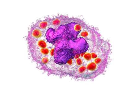 Histoplasma capsulatum yeasts inside a macrophage cell, 3D illustration. Histoplasma is a parasitic, yeast-like dimorphic fungus that can cause lung infection histoplasmosis.の写真素材