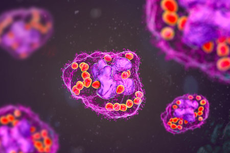 Histoplasma capsulatum yeasts inside a macrophage cell, 3D illustration. Histoplasma is a parasitic,...