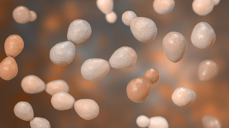 Histoplasma capsulatum, a parasitic, yeast-like dimorphic fungus that can cause lung infection histoplasmosis. A 3D illustration depicts an yeast form typically found in host tissues.の写真素材
