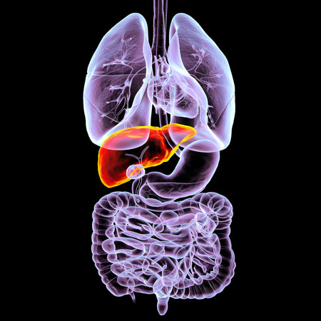 3D illustration of human respiratory and digestive system anatomy with liver highlighted, displaying detailed structures of organs.の写真素材