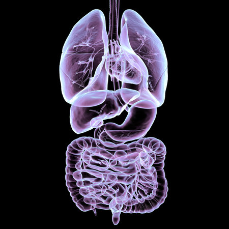 3D illustration of human respiratory and digestive system anatomy, displaying detailed structures of organs involved in breathing and digestion.の写真素材