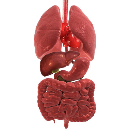 3D illustration of human respiratory and digestive system anatomy, displaying detailed structures of organs involved in breathing and digestion.の写真素材