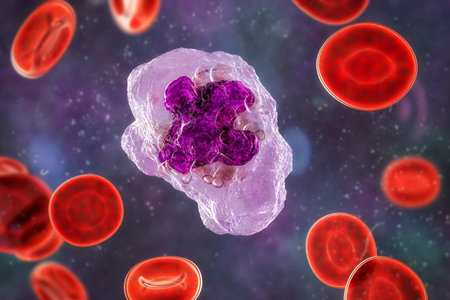 Intricate 3D illustration showcasing the inner structure of a macrophage cell, revealing its vital components and functions.の写真素材