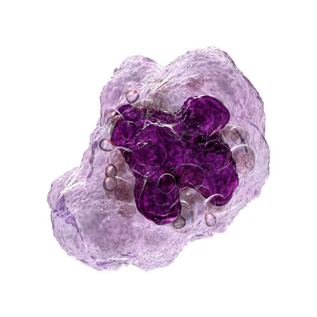 Intricate 3D illustration showcasing the inner structure of a macrophage cell, revealing its vital components and functions.の写真素材
